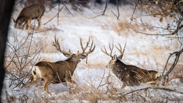 DSC_3799p Medium.jpeg