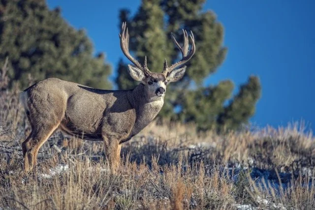 DSC_3749p1 Medium.jpeg