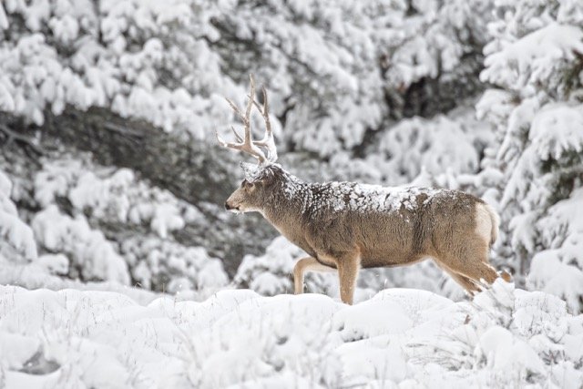 DSC_3684p Medium.jpeg