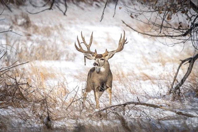 DSC_3652p Medium.jpeg