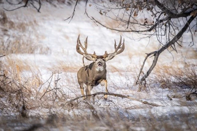 DSC_3666p Medium.jpeg