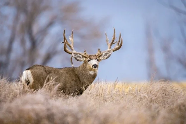 DSC_3397p Medium.jpeg