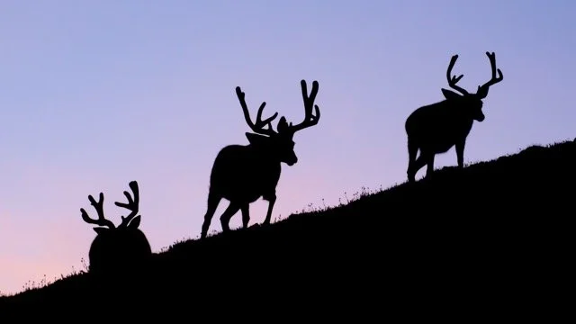 DSC_3607p Medium.jpeg