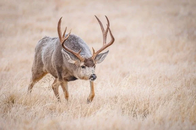 DSC_3386p Medium.jpeg