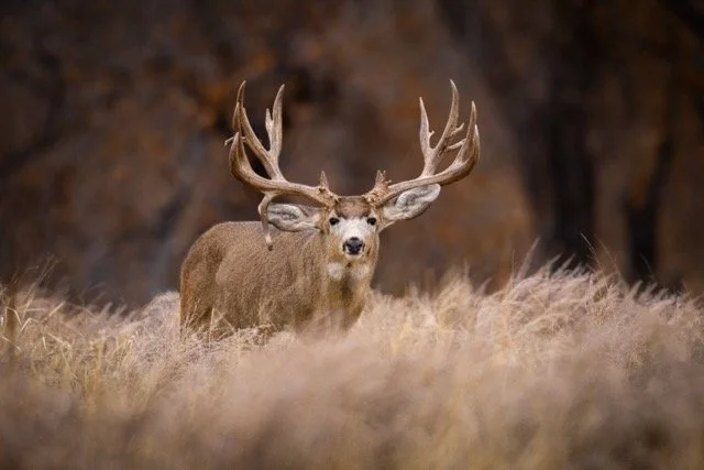 DSC_3328p Medium.jpeg