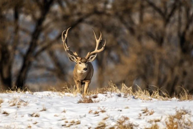 DSC_3029p Medium.jpeg