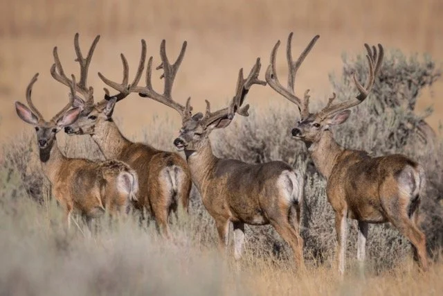 DSC_2775p Medium.jpeg