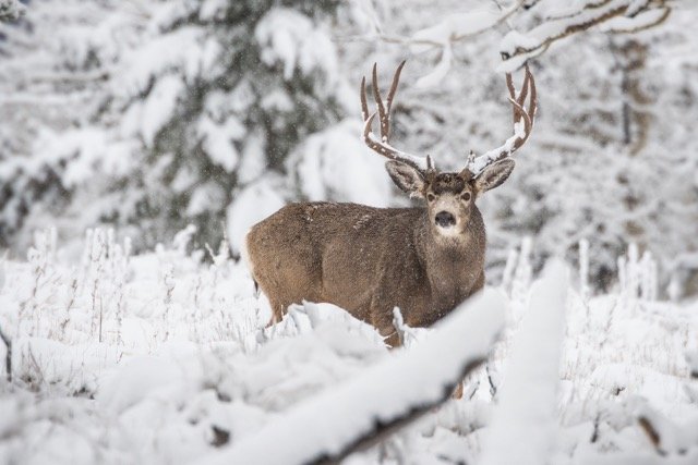 DSC_2913p Medium.jpeg