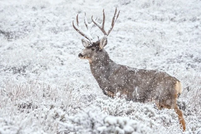 DSC_2173p Medium.jpeg