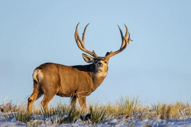 DSC_2426p Medium.jpeg