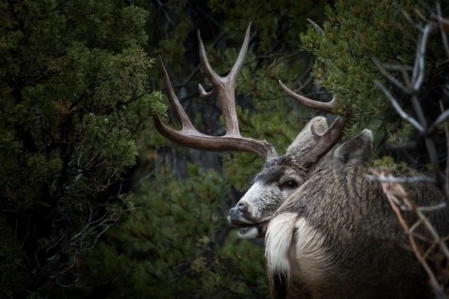 DSC_1795p(24X16) Medium.jpeg