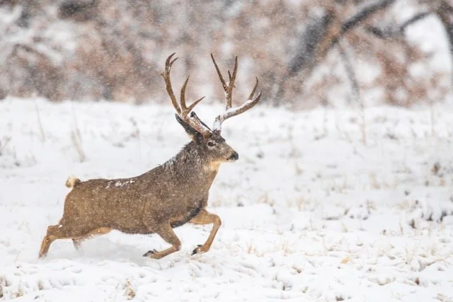 DSC_1112p Medium.jpeg