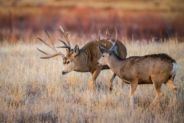 DSC_0304p Medium.jpeg