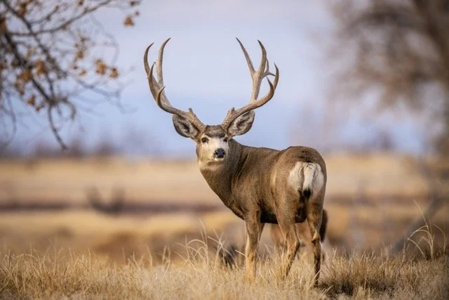 DSC_0750p Medium.jpeg