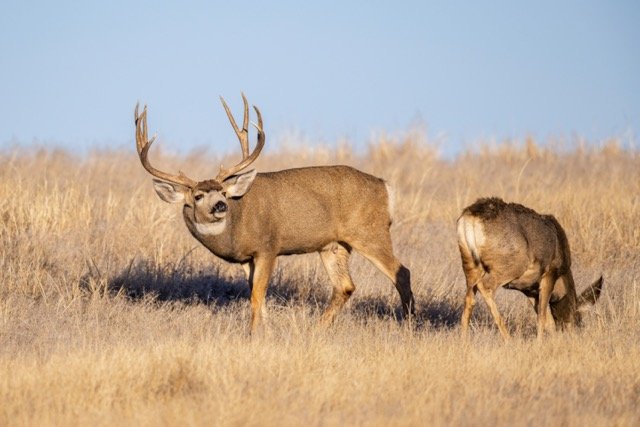 DSC_0279p Medium.jpeg