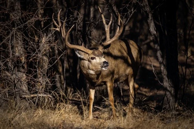 5P1A5309p Medium.jpeg