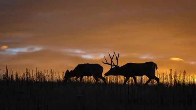 DSC_0182p Medium.jpeg