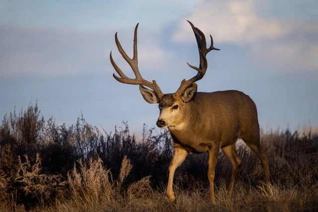 5P1A4950p Medium.jpeg