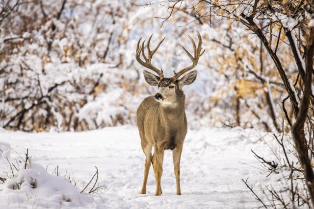 5P1A4872p Medium.jpeg