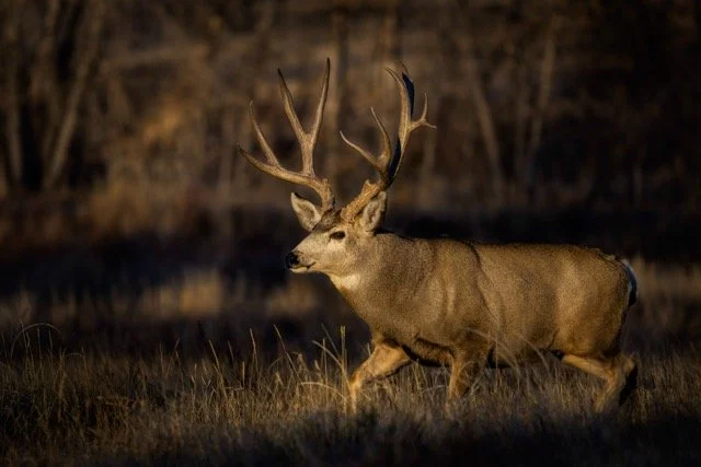 5P1A4716p Medium.jpeg