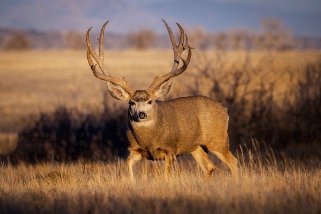 5P1A4630p Medium.jpeg