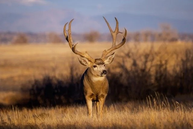 5P1A4637p Medium.jpeg