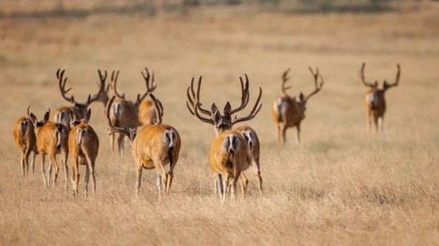 5P1A1555p Medium.jpeg