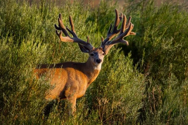 5P1A1486p Medium.jpeg