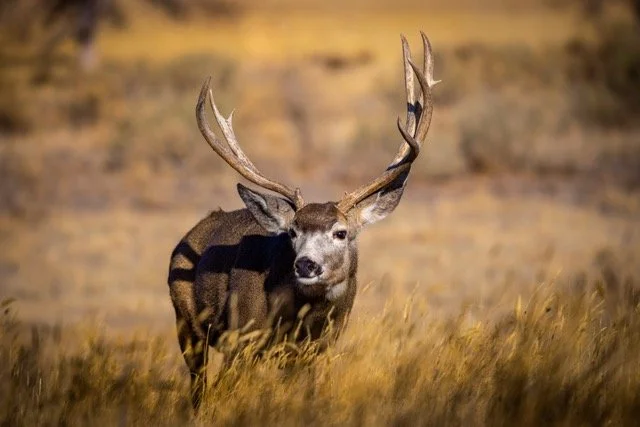 5P1A1209p Medium.jpeg