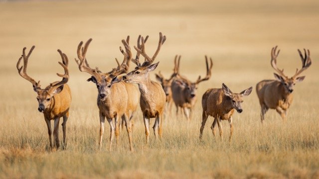 5P1A1146p Medium.jpeg