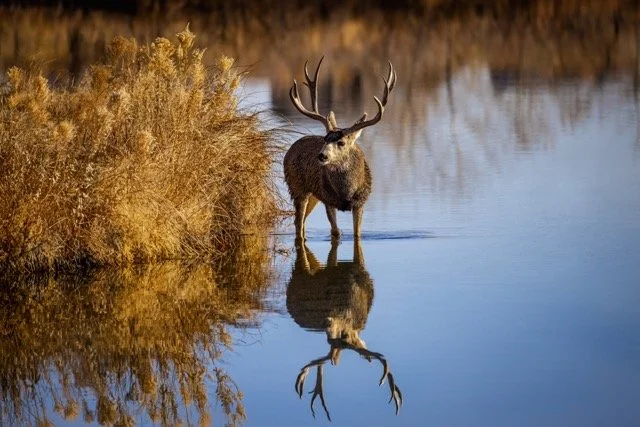 5P1A1084p Medium.jpeg