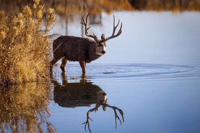 5P1A1031p Medium.jpeg