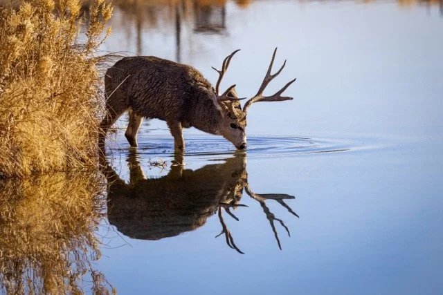 5P1A1020p Medium.jpeg