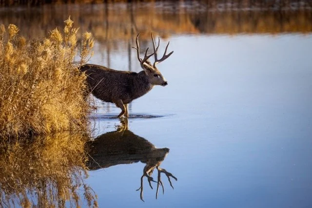 5P1A1009p Medium.jpeg