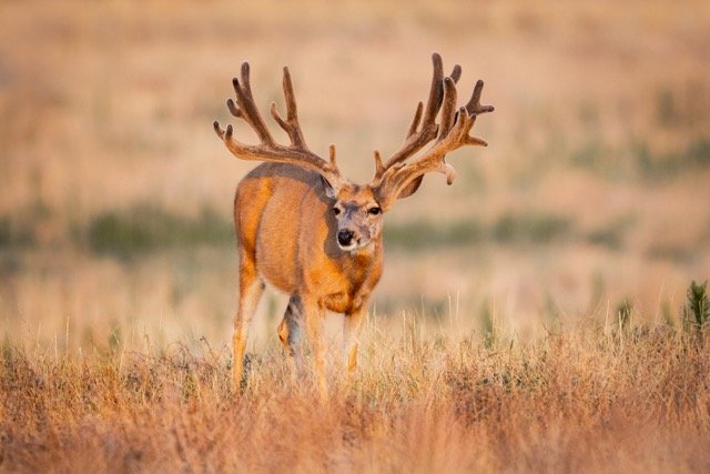 5P1A0707p Medium.jpeg