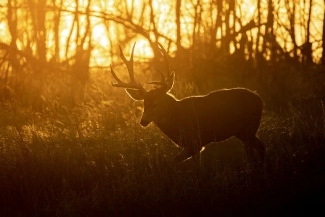 5P1A0133p Medium.jpeg