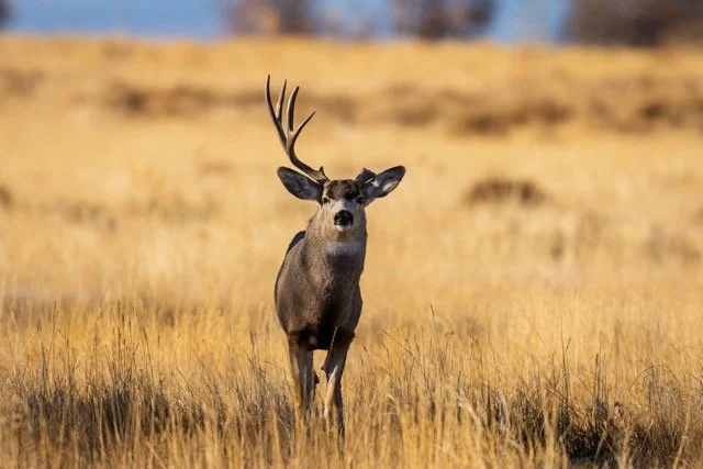 _V3A9518p Medium.jpeg