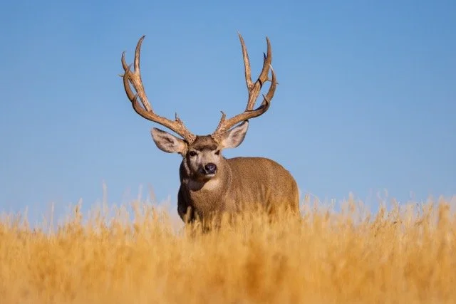 _V3A9442p Medium.jpeg