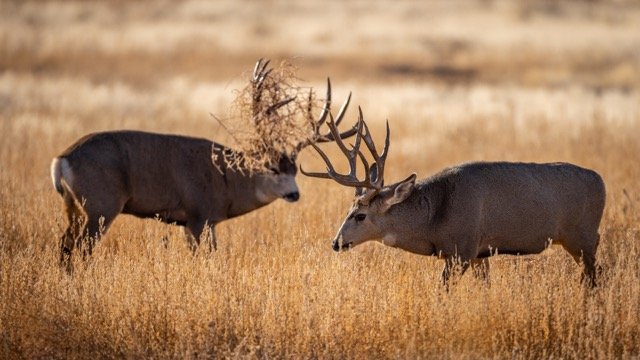 _V3A9327p Medium.jpeg