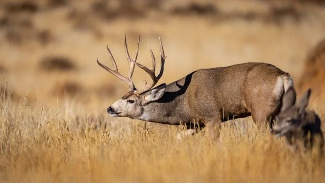 _V3A9298p Medium.jpeg