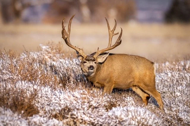 _V3A9209p Medium.jpeg