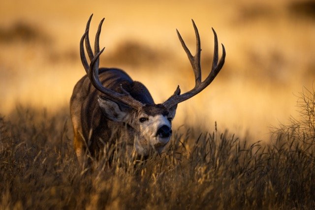 _V3A9167p Medium.jpeg