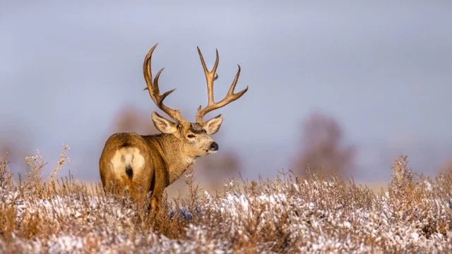 _V3A9102p Medium.jpeg