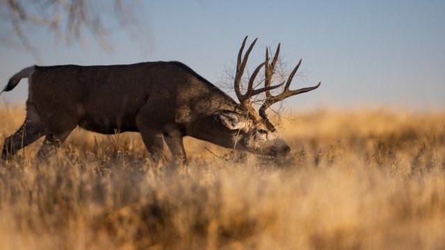 _V3A8671p Medium.jpeg