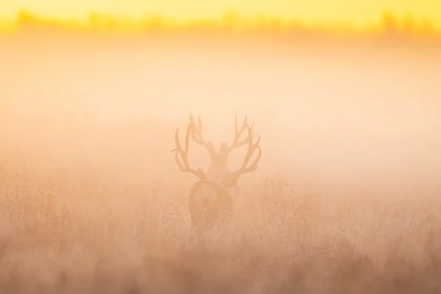 _V3A8652p Medium.jpeg