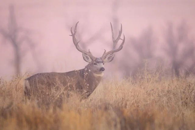 _V3A8592p Medium.jpeg