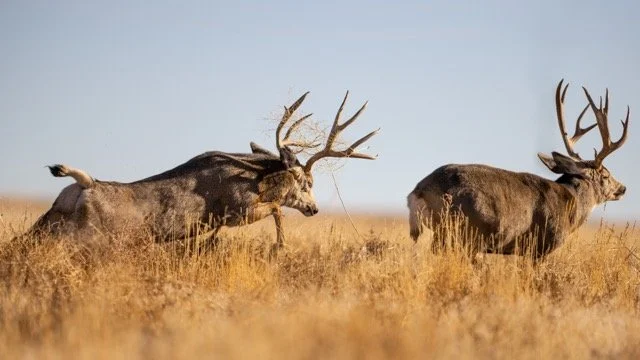 _V3A8263p Medium.jpeg