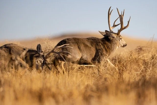 _V3A8254p Medium.jpeg