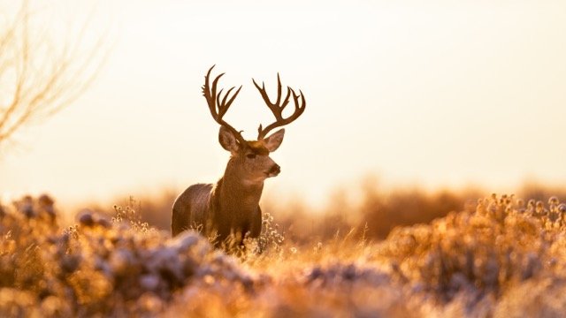 _V3A8101p Medium.jpeg