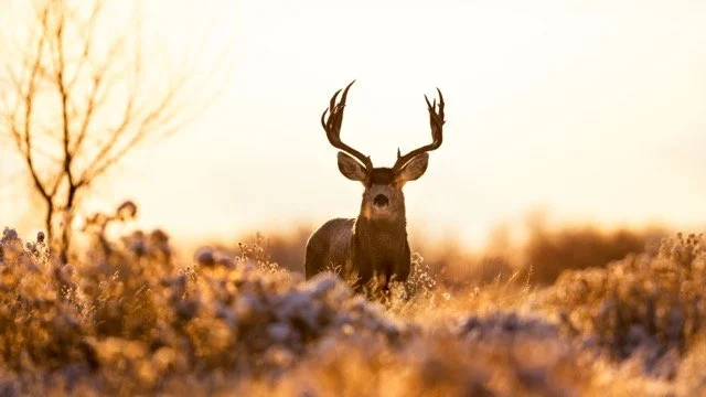 _V3A8096p Medium.jpeg